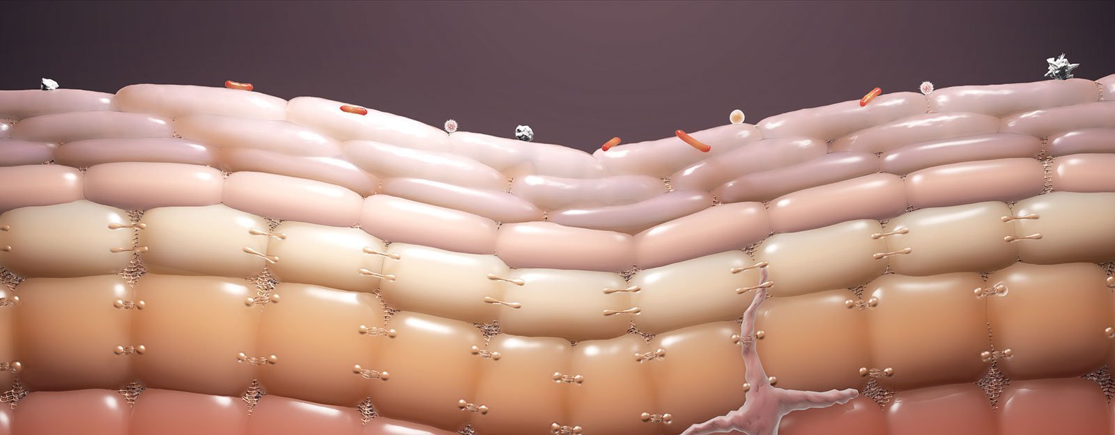 The skin barrier: getting the right balance – Ceramol International